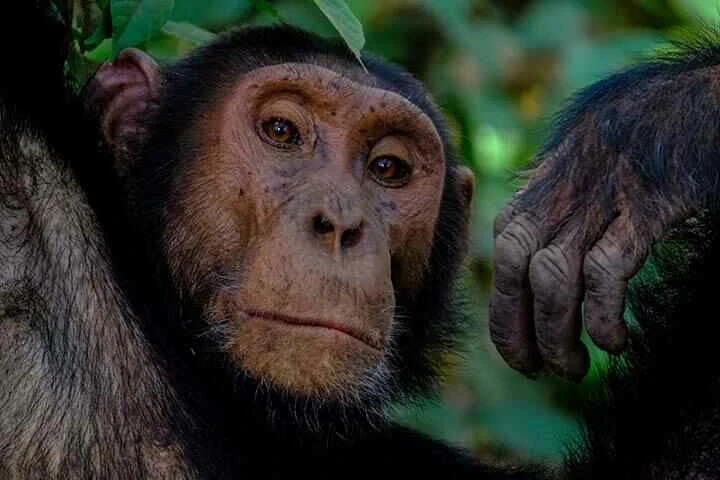 Chimpanzee in Kyambura